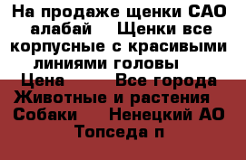 На продаже щенки САО (алабай ). Щенки все корпусные с красивыми линиями головы . › Цена ­ 30 - Все города Животные и растения » Собаки   . Ненецкий АО,Топседа п.